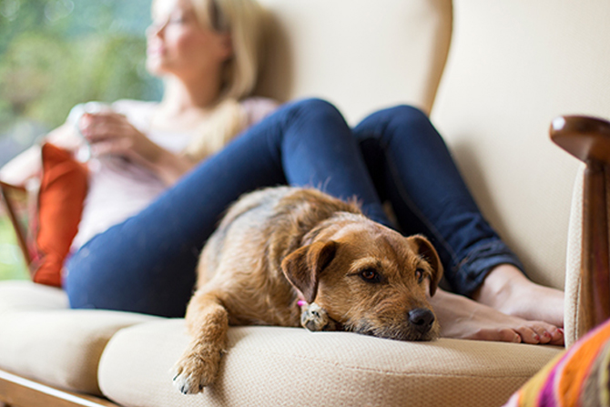 woman with dog on sofa