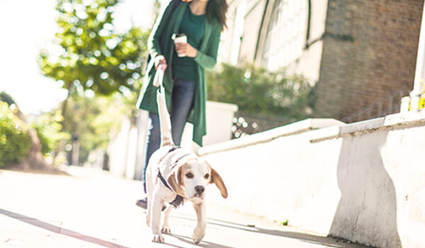 Woman walking dog